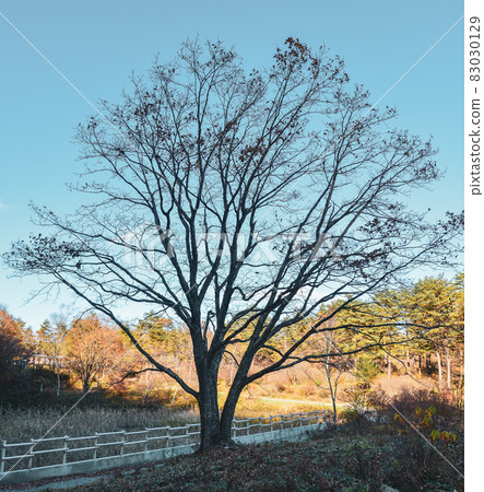 Lonely tree at sunset 83030129