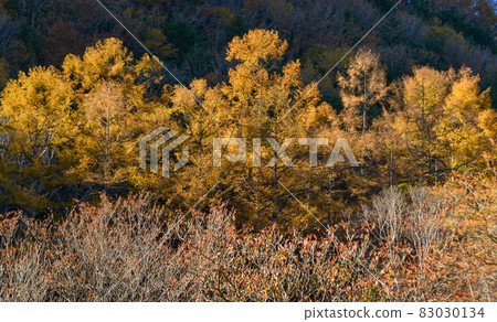 Autumn leaves at sunny day Autumn leaves at sunny day 83030134