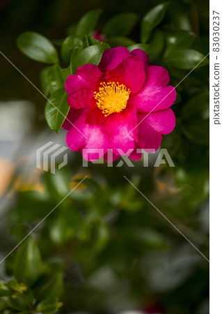 Sasanqua Sasanqua 83030237