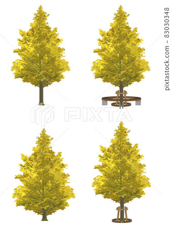 Tree ginkgo katsura Tree ginkgo katsura 83030348
