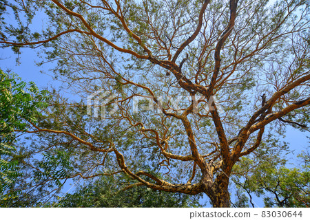 Tree canopy under the sun Tree canopy under the sun 83030644