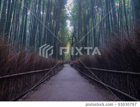 Arashiyama Bamboo Grove in Kyoto, Japan 83030797