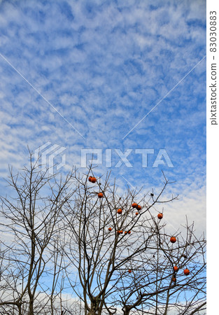 Persimmon tree with fruits 83030883