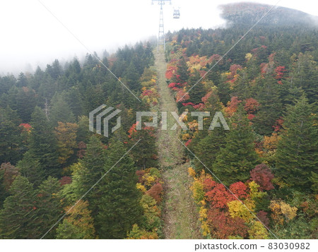 秋葉黃葉棗 83030982