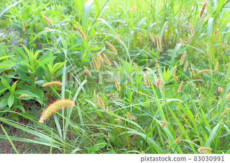 Morning Prairie Morning Prairie 83030991