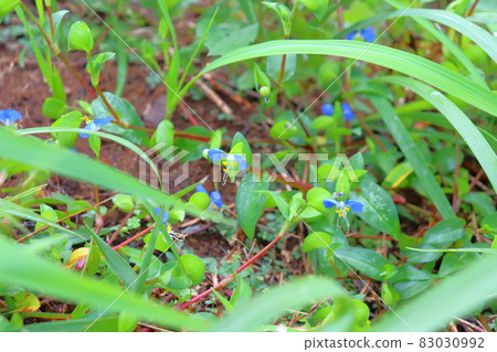 紅豆杉 紅豆杉 83030992