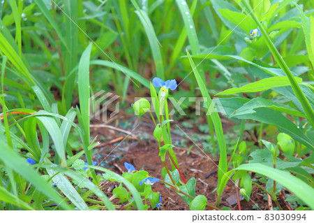 紅豆杉 紅豆杉 83030994