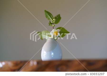 花瓶裡的茶樹花和芽 83031207