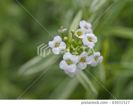 Super alitum 83031527