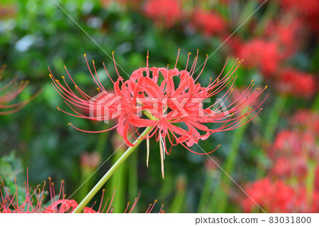 Appreciate the cluster amaryllis that blooms quietly in the eastern part of Shichijo Ohashi, Kyoto City in September Appreciate the cluster amaryllis that blooms quietly in the eastern part of Shichijo Ohashi, Kyoto City in September 83031800