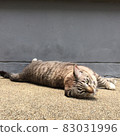 A cat sleeping and looking at the camera, little cat, brown cat, cute animal, pet 83031996
