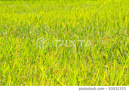 水稻 83032335