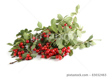 Nanking cherry on branch 83032463