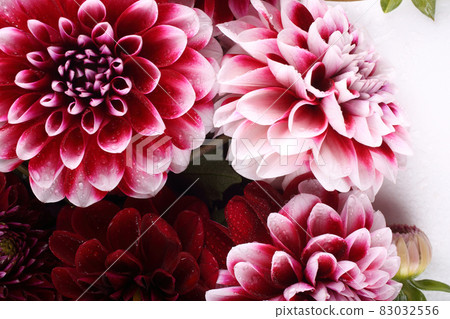 Dahlia flowers background Dahlia flowers background 83032556