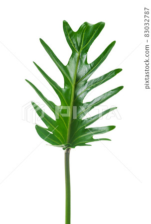 Philodendron xanadu Croat green leaf exotic shapes isolated on white background. 83032787