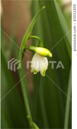 White florets of snowflake are rhythmic and cute White florets of snowflake are rhythmic and cute 83032809