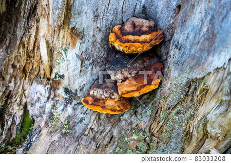 Mushroom closeup view in a forest 83033208