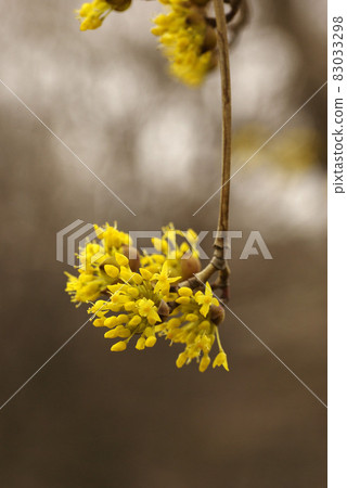 The yellow florets of cornel that bloom in early spring are cute The yellow florets of cornel that bloom in early spring are cute 83033298