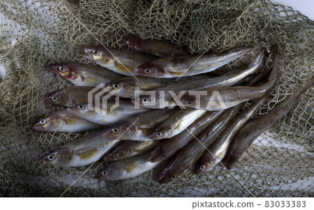 Saffron cods background Saffron cods background 83033383