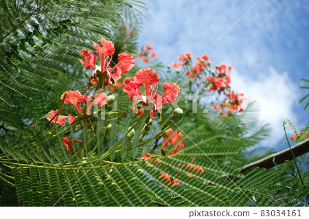 鳳凰木 83034161