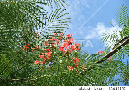 鳳凰木 鳳凰木 83034162
