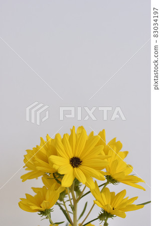 Willow Ba Himawari 83034197