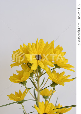 Willow Ba Himawari 83034199