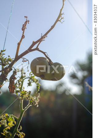 Defocus, noise, blur, grain effect. Unripe green tomato on a bra 83034317