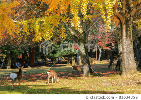奈良公園的秋天 1 83034359