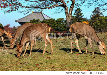 奈良公園的秋天2 83034362