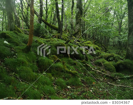 富士山苔蘚覆蓋的森林 83034367