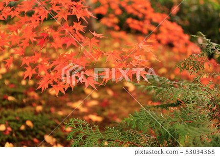 秋葉和綠色 83034368