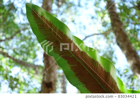 蕨類植物 蕨類植物 83034421