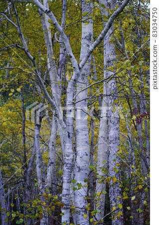 Birch forest 83034750