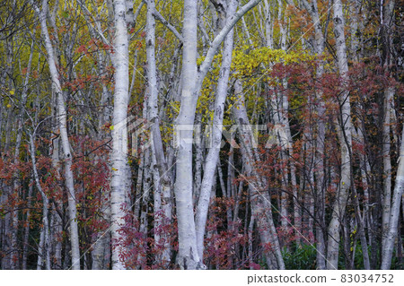 Birch forest Birch forest 83034752