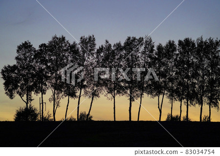 Birch forest Birch forest 83034754