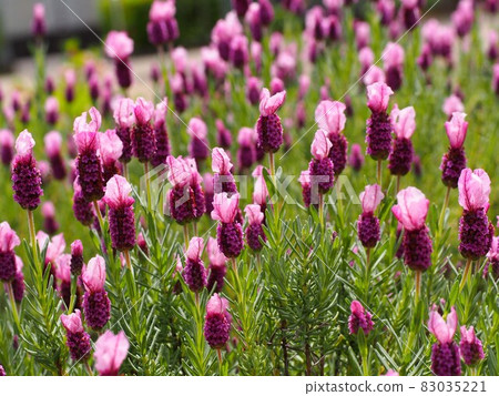 A group of French lavender (Laveanna pink lollipop) A group of French lavender (Laveanna pink lollipop) 83035221