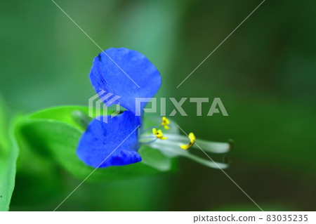 Cool blue flowers 83035235