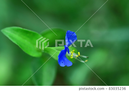 Cool blue flowers Cool blue flowers 83035236