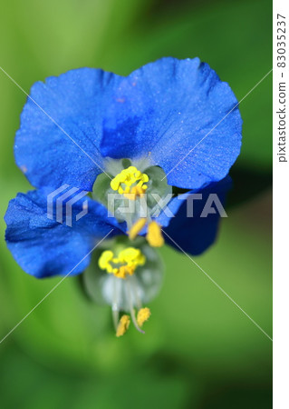 Cool blue flowers Cool blue flowers 83035237