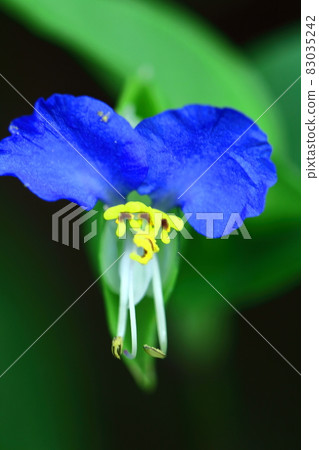 涼爽的藍色花朵 涼爽的藍色花朵 83035242