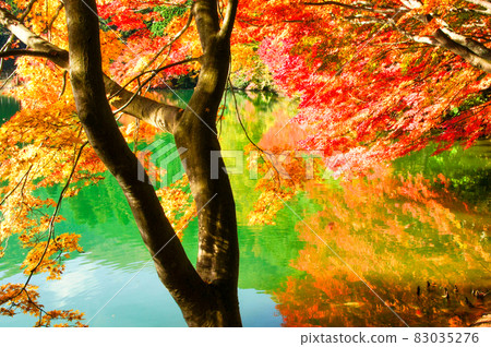 The bright red maple reflected on the surface of the lake 83035276