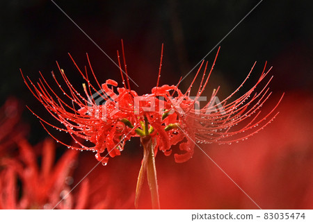 群集孤挺花 群集孤挺花 83035474