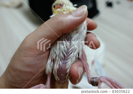 Xuanfeng Hatchling Xuanfeng Hatchling 83035622