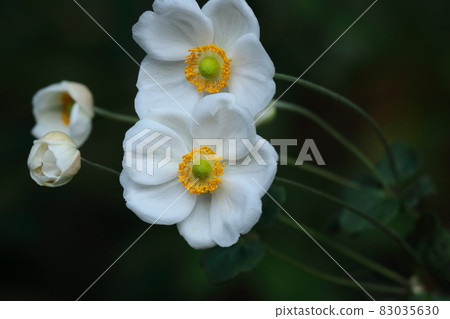 It blooms quietly in the shade It blooms quietly in the shade 83035630