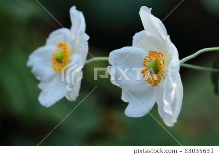 It blooms quietly in the shade 83035631