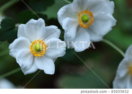 It blooms quietly in the shade 83035632