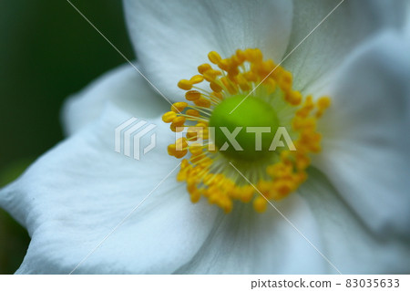 It blooms quietly in the shade 83035633