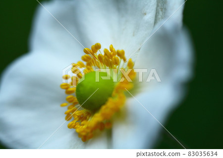 It blooms quietly in the shade 83035634