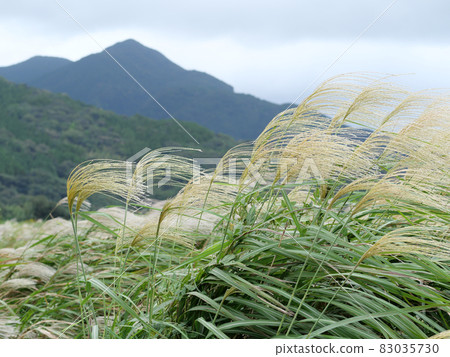 Miscanthus ears autumn scenery 83035730